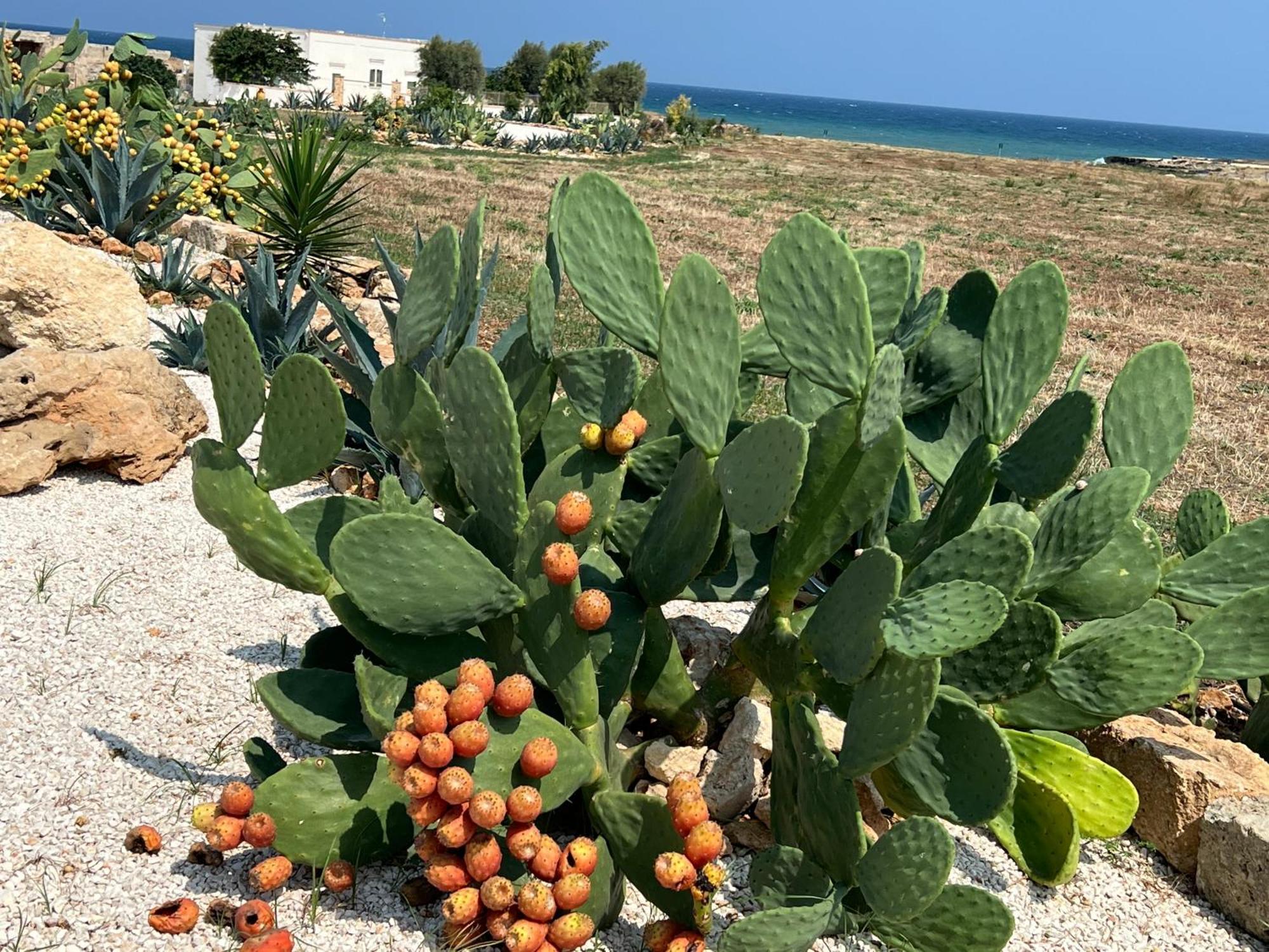 Masseria Ostuni Mare Agri Resort Eksteriør bilde